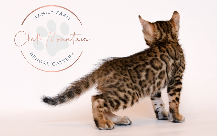 Bengal kitten for sale